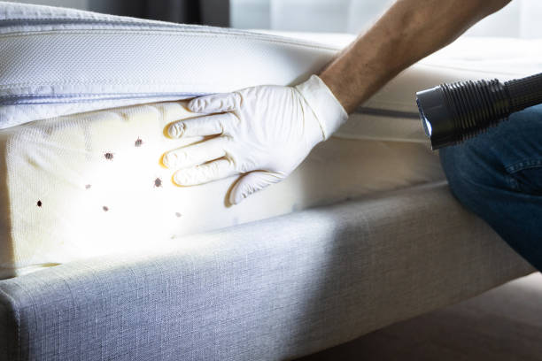 Best Affordable Pest Control Services  in Olathe, KS