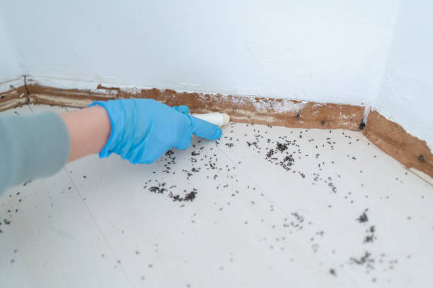 Best Wasp Removal Services  in Olathe, KS